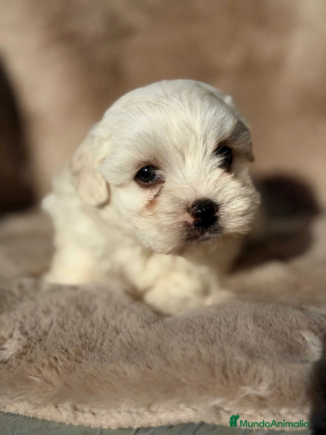 Bichón Maltés perros en venta: Bichon Toy macho  - Anuncio 1