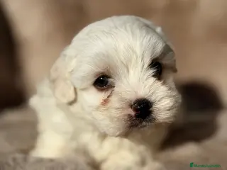 Bichón Maltés perros Bichon Toy macho - Anuncio 2
