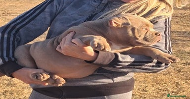 American Bully perros en Ourense - Anuncio 16