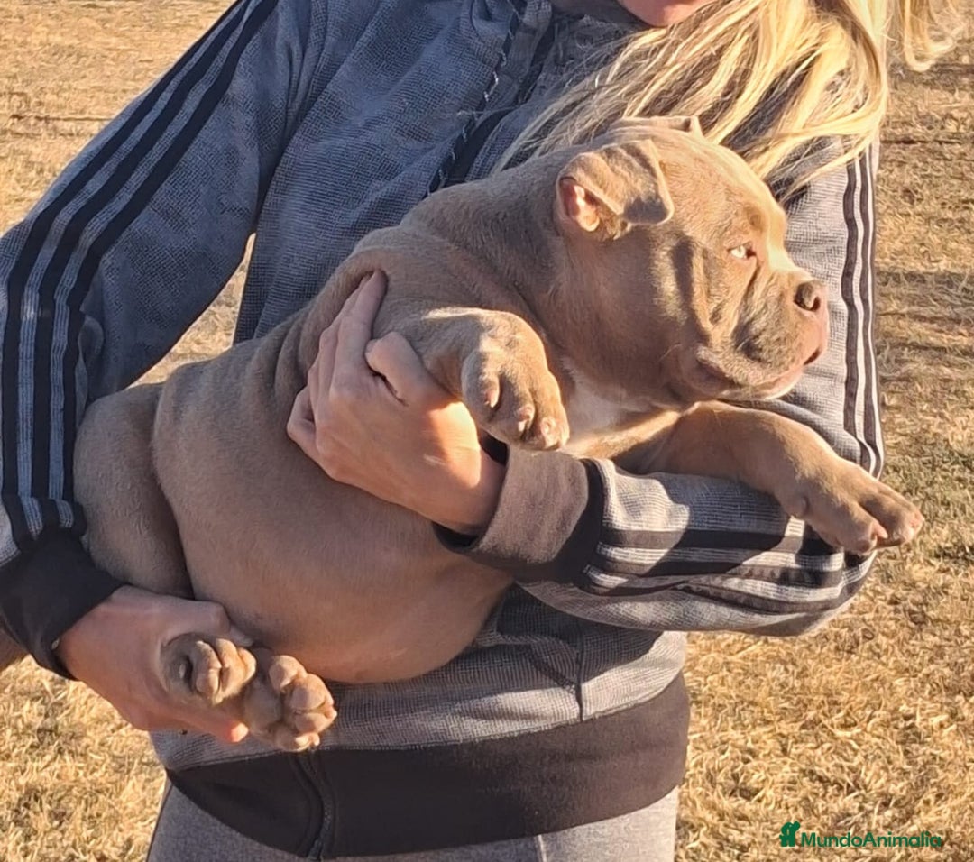 American Bully perros en venta: Camada de American Bully en Ourense - Imagen 2