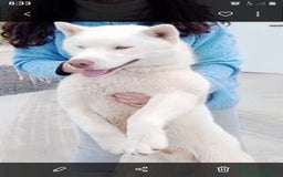 Husky Siberiano perros en venta: Husky Siberiano  - Anuncio 4