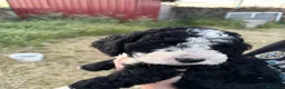 Perro de Agua Español perros en venta: PERROS DE AGUA ESPAÑOL - Anuncio 6