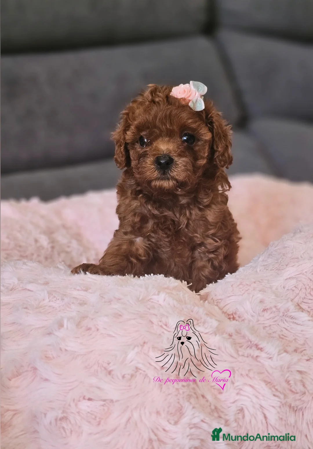 Caniche Toy perros en venta: CANICHE ASIÁTICO  - Anuncio 2