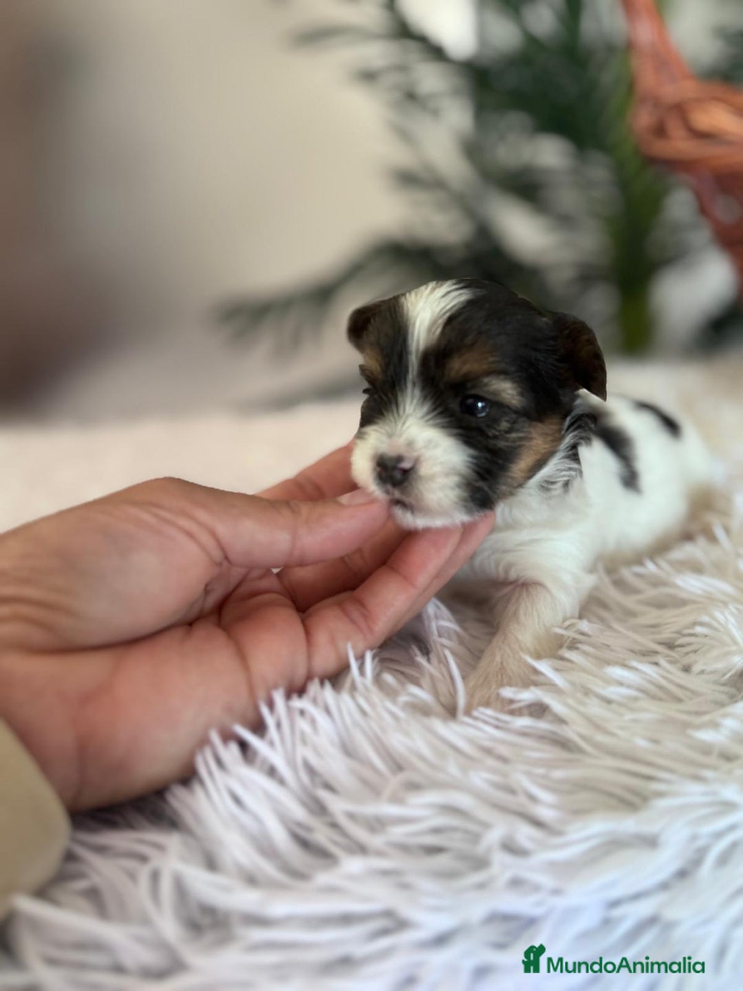 Yorkshire Terrier perros en venta: YORKSHIRE BIEWER - Anuncio 22