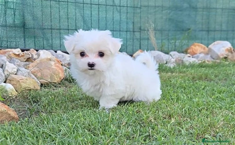 Bichón Maltés perros - Anuncio 6