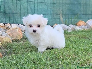 Bichón Maltés perros - Anuncio 3