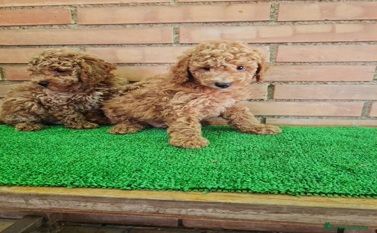 Caniche Toy perros - Propaganda 1