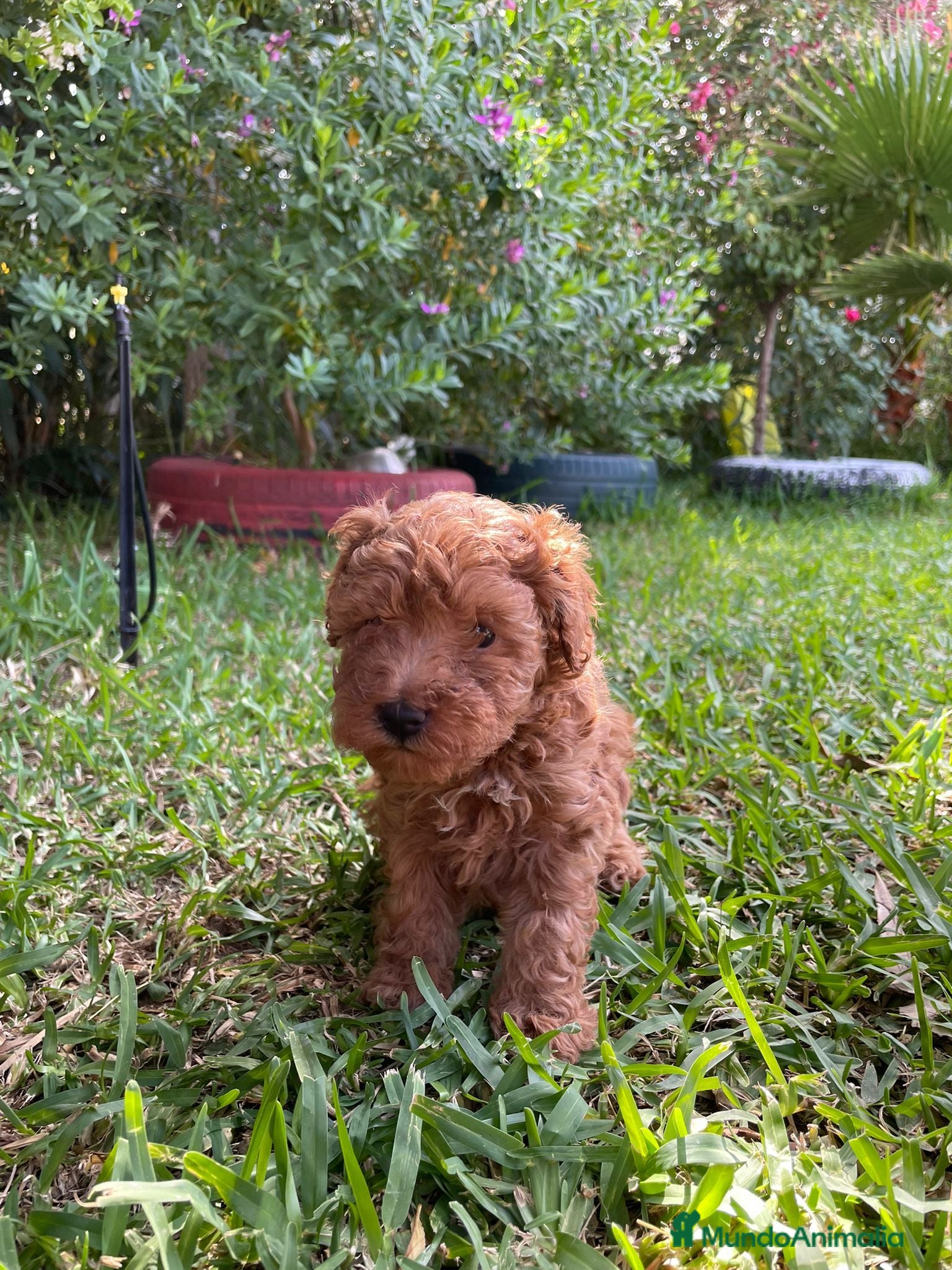 Caniche Mediano perros cachorro caniches rojo y apricot - Anuncio 1