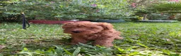 Caniche Mediano perros en venta: cachorro caniches rojo y apricot - Anuncio 1