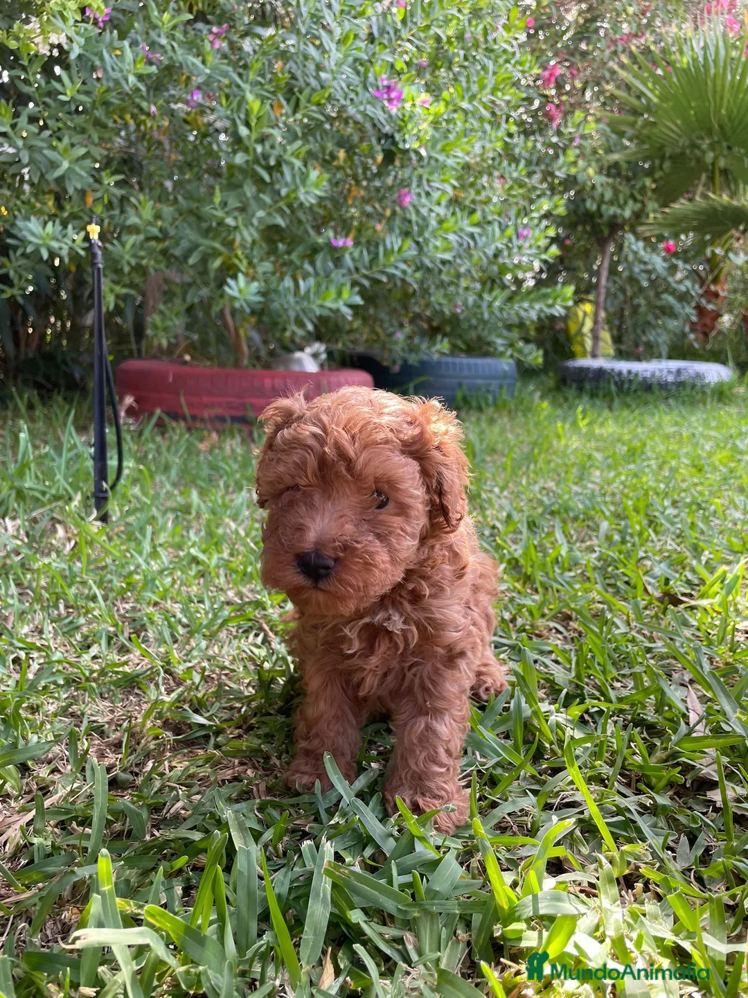 Caniche Mediano perros en venta: cachorro caniches rojo y apricot - Anuncio 1