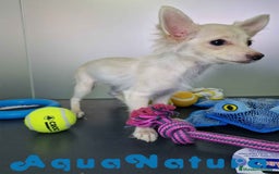 Pomchi perros en venta: Pomchi Hembra 1756 AQUANATURA - Imagen 7