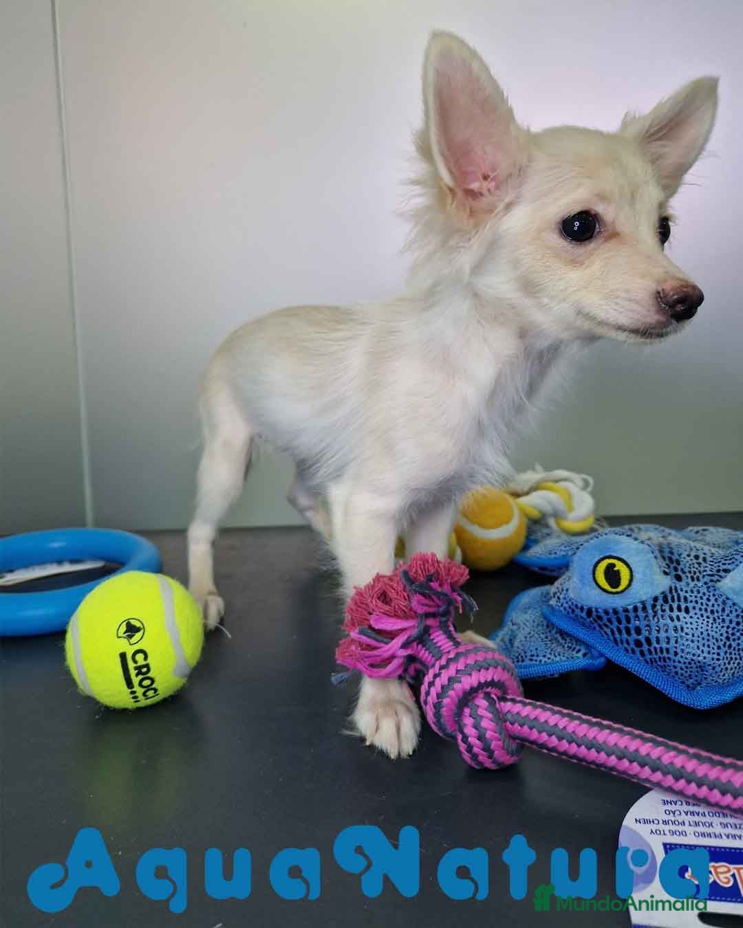 Pomchi perros en venta: Pomchi Hembra 1756 AQUANATURA - Imagen 7