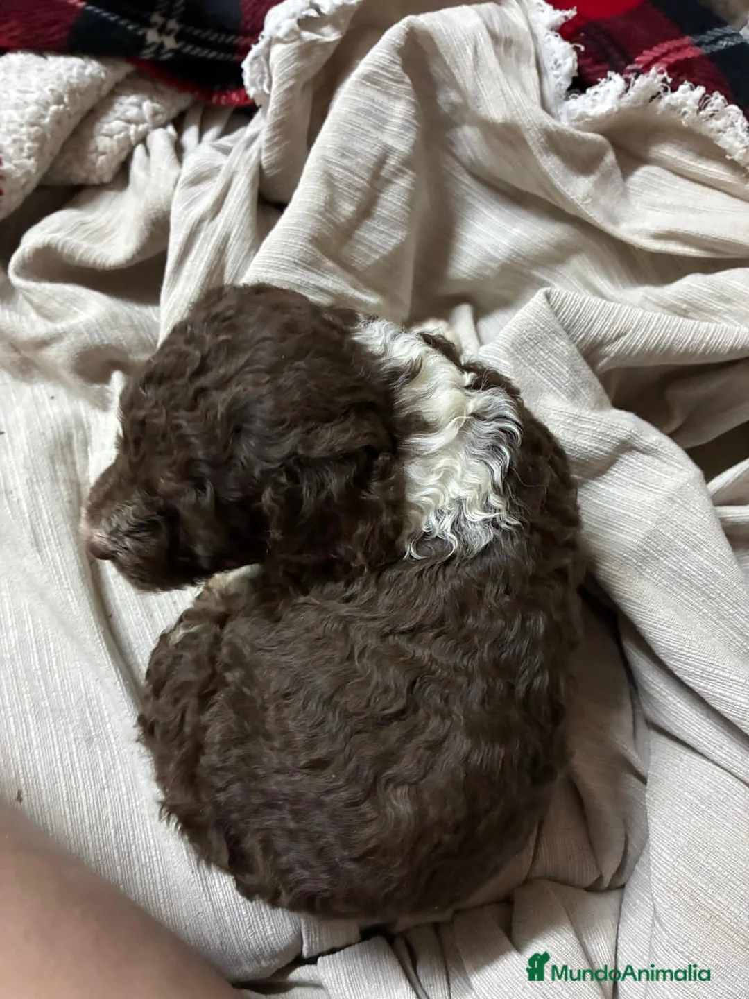 Perro de Agua Español perros en venta: ❗❗❗MACHO BICOLOR ❗❗❗ en Madrid - Anuncio 2