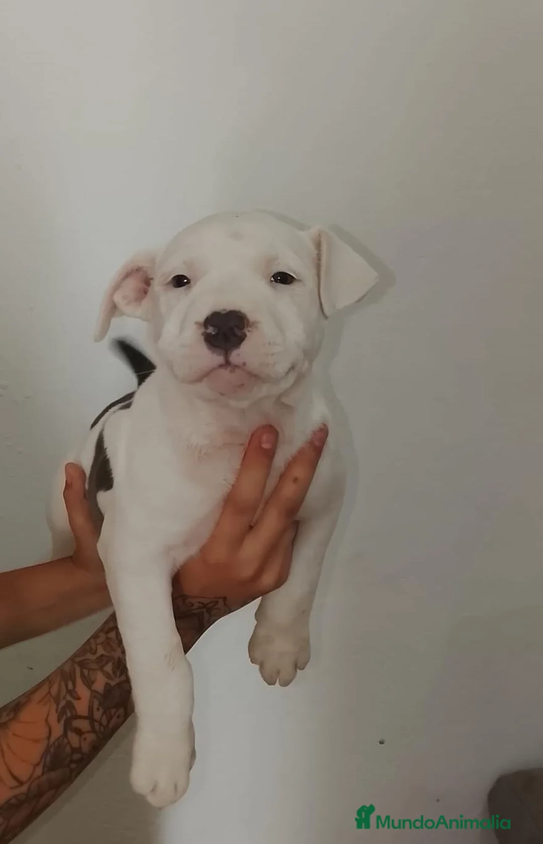 American Staffordshire-Terrier perros en venta: american stanford  - Anuncio 5