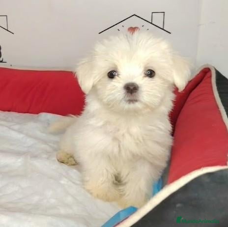 Bichón Maltés perros en venta: bichon - Anuncio 1