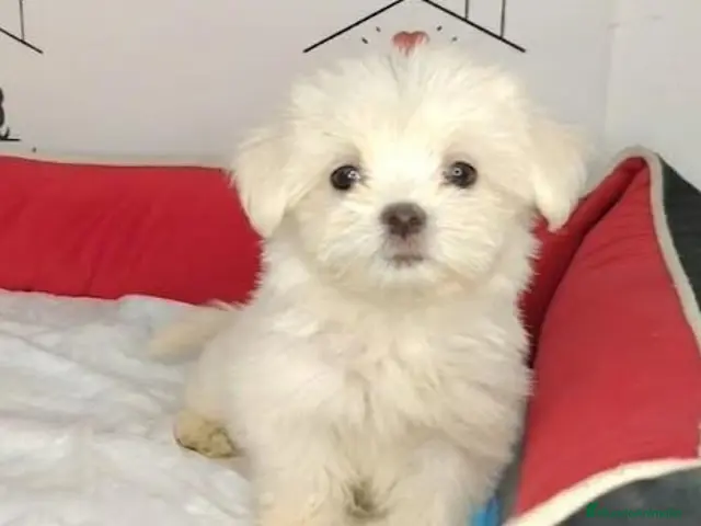 Bichón Maltés perros en venta: bichon - Anuncio 1