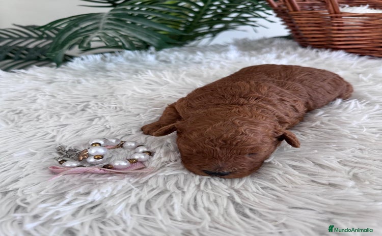 Caniche Toy perros CANICHE TOY HEMBRA ROJA - Anuncio 1