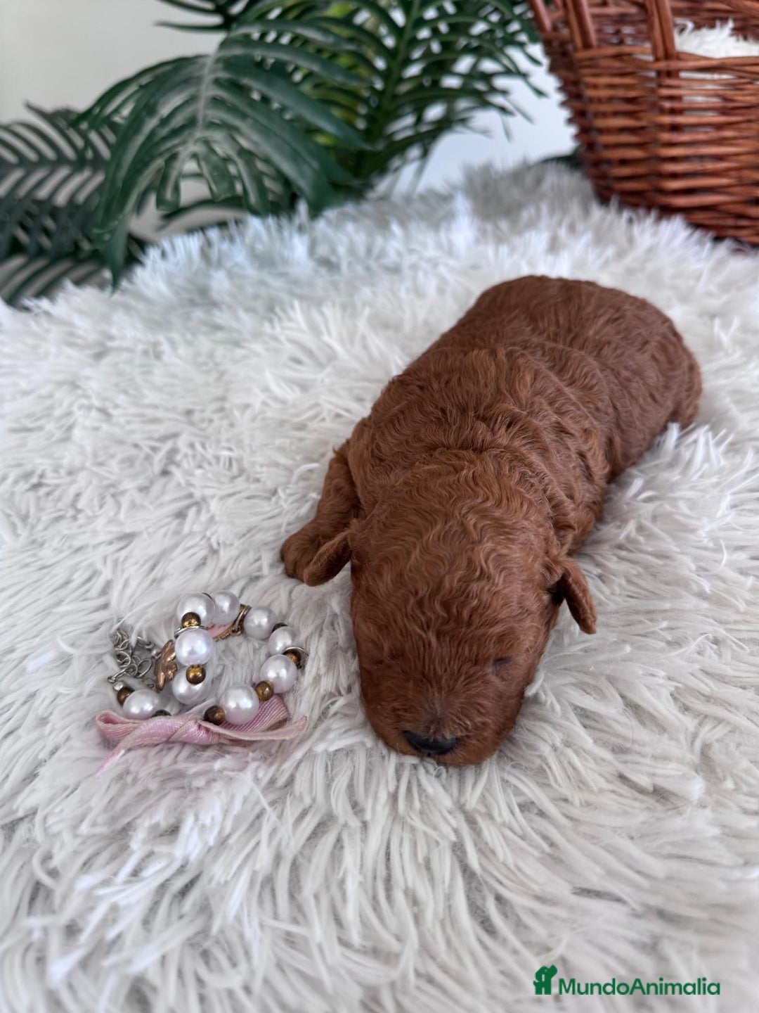 Caniche Toy perros en venta: CANICHE TOY HEMBRA ROJA - Anuncio 1