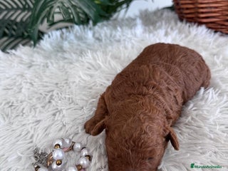 Caniche Toy perros CANICHE TOY HEMBRA ROJA - Anuncio 1