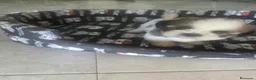 Shih Tzu perros en venta: Shih Tzu Toy - Anuncio 2