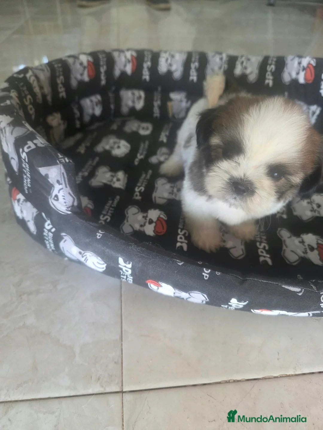Shih Tzu perros en venta: Shih Tzu Toy - Anuncio 2