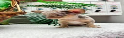 Chihuahua perros en venta: CHIHUAHUA MERLE HEMBRA - Anuncio 11
