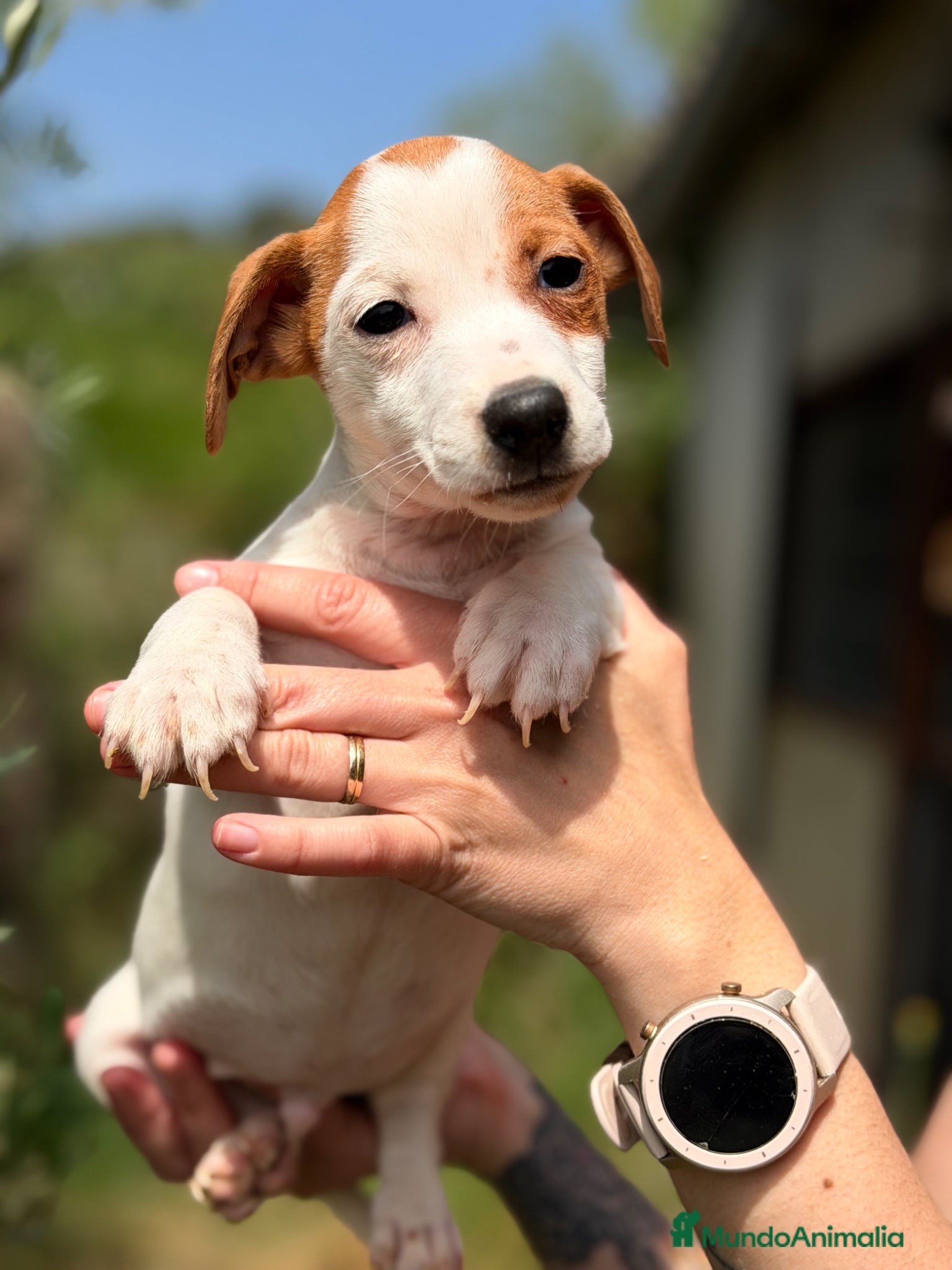 Jack Russell Terrier perros Jack Russell bicolor  - Anuncio 1