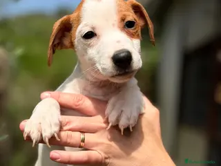 Jack Russell Terrier perros Jack Russell bicolor - Anuncio 1