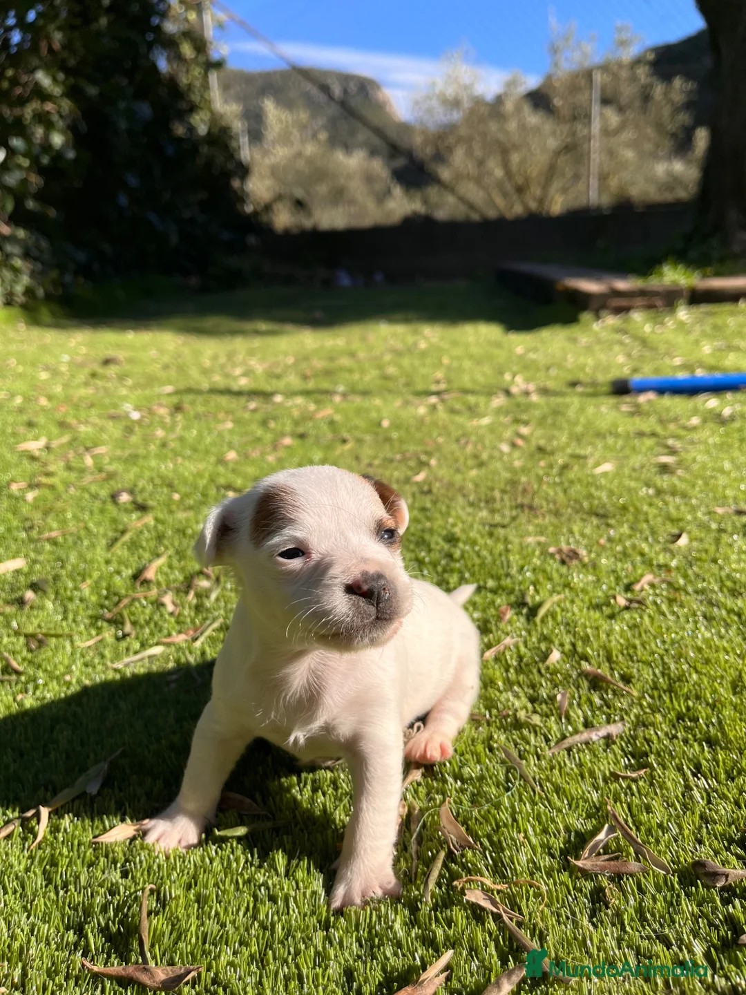 Jack Russell Terrier perros en venta: Baby Jack Russell- Tarragona - Anuncio 2