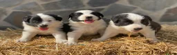 Border Collie perros en venta: Border collie  - Anuncio 5