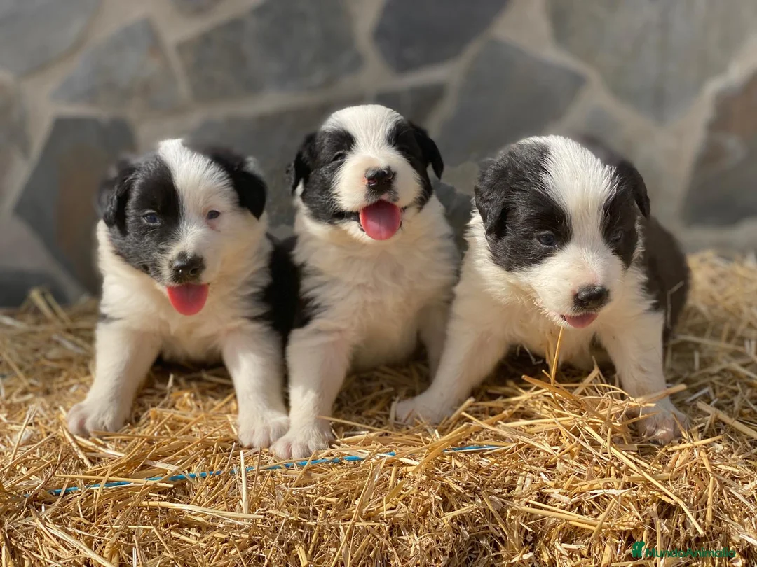 Border Collie perros en venta: Border collie  - Anuncio 5