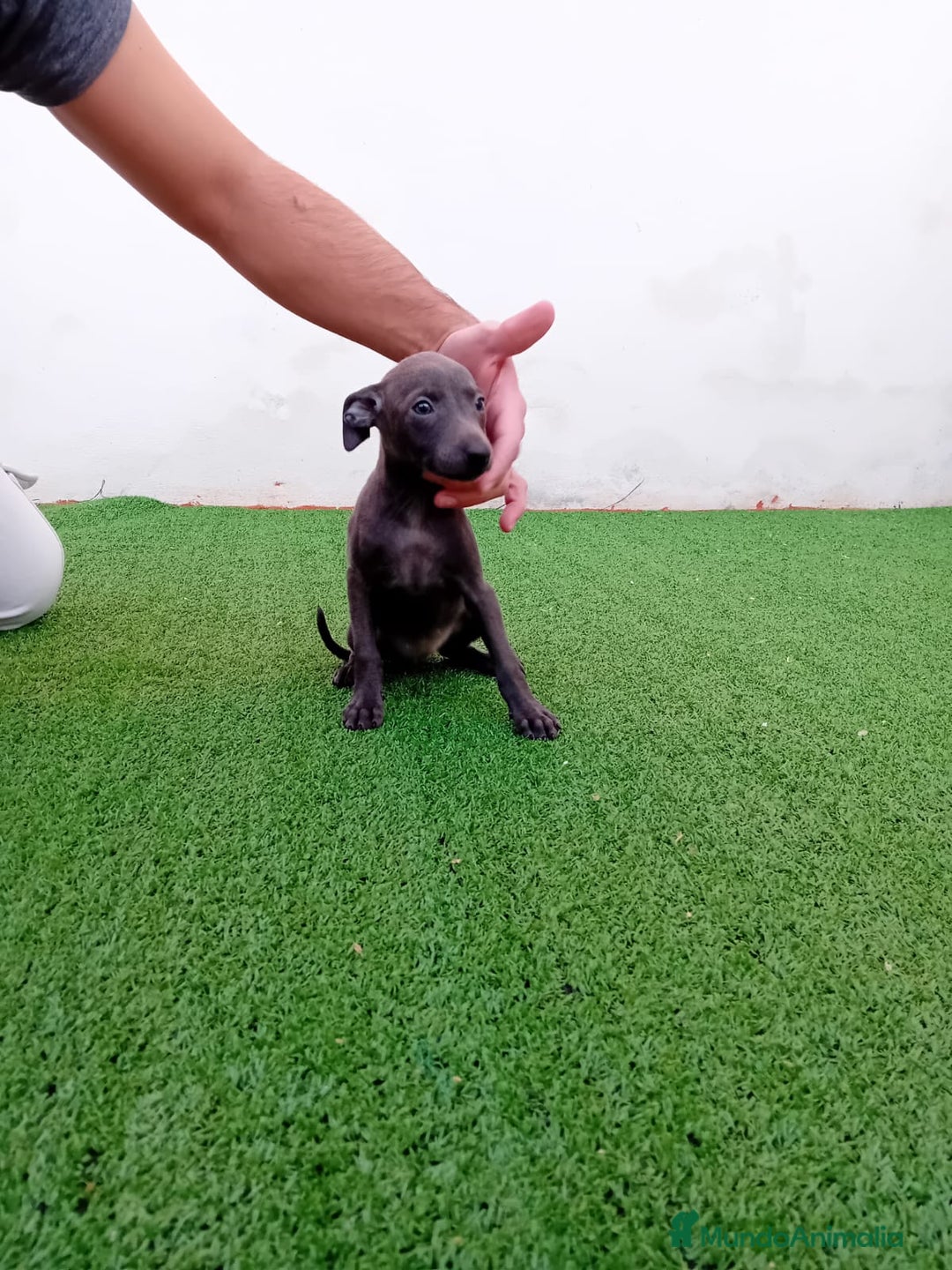 Pequeño Lebrel Italiano perros en venta: PICCOLO BLUE-OJOS AZULES - Anuncio 5