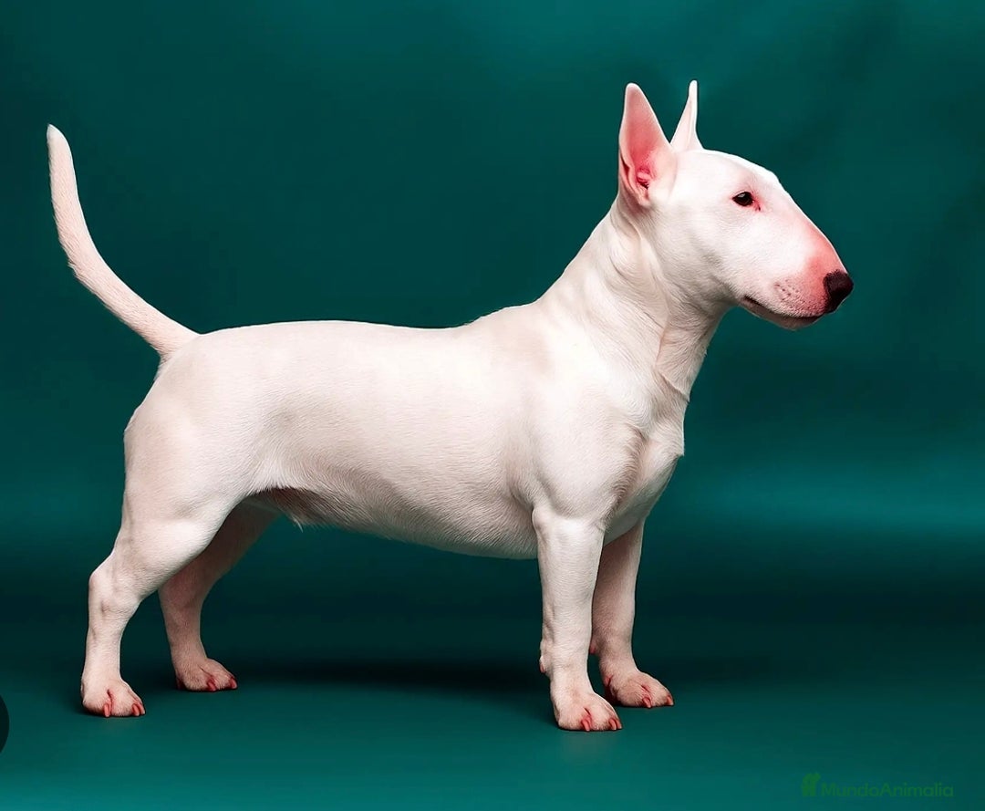 Bull Terrier Miniatura perros en venta: Bull terrier miniatura  - Imagen 1