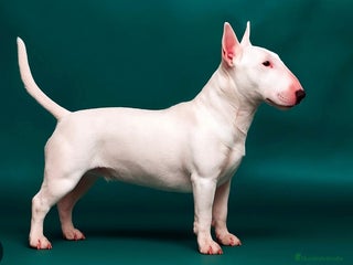 Bull Terrier Miniatura perros - Anuncio 6