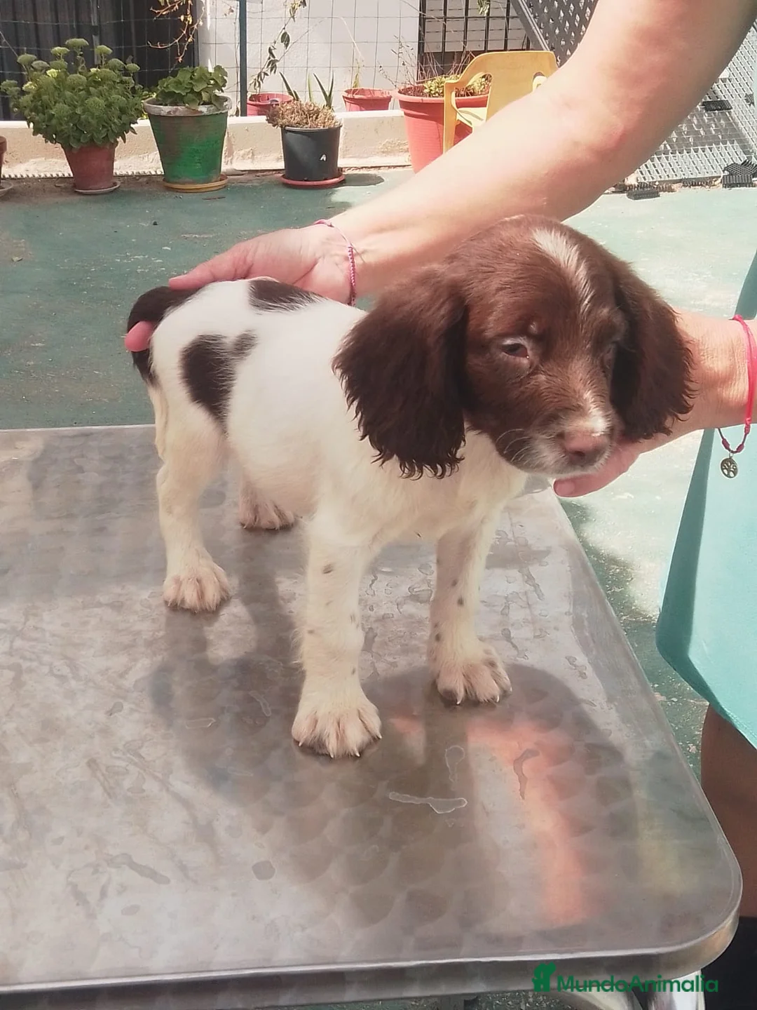 English Springer Spaniel perros en venta: Springer - Anuncio 3