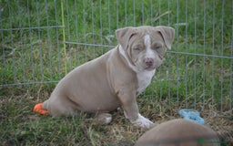 American Bully perros en venta: Cachorros American Bully  en Ourense - Imagen 1