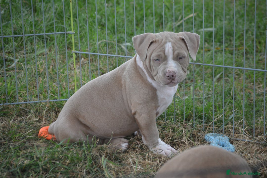 American Bully perros en venta: Cachorros American Bully  en Ourense - Imagen 1