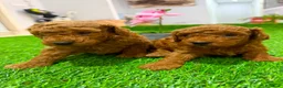 Caniche Toy perros en venta: Caniche toy rojo - Anuncio 1
