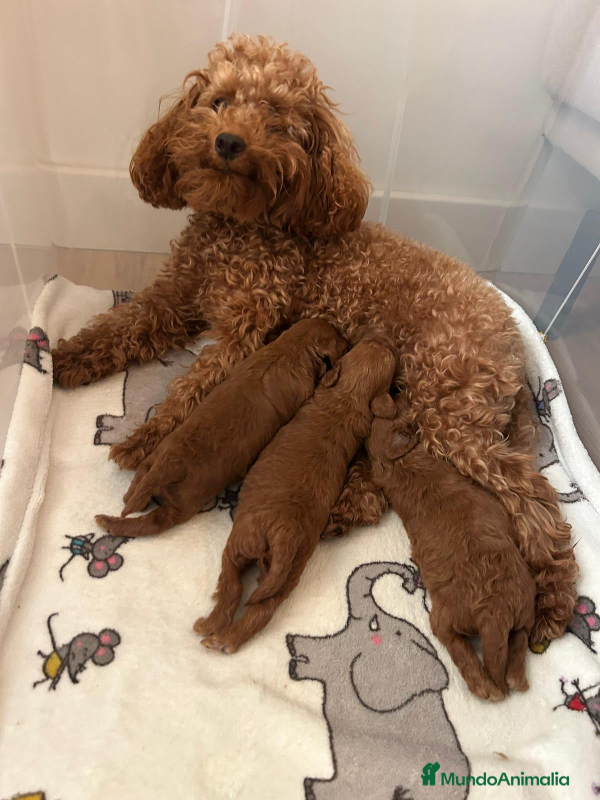 Caniche Toy perros Caniche Toy 🧸 - Anuncio 1