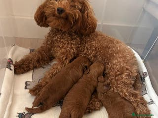 Caniche Toy perros Caniche Toy 🧸 - Anuncio 24