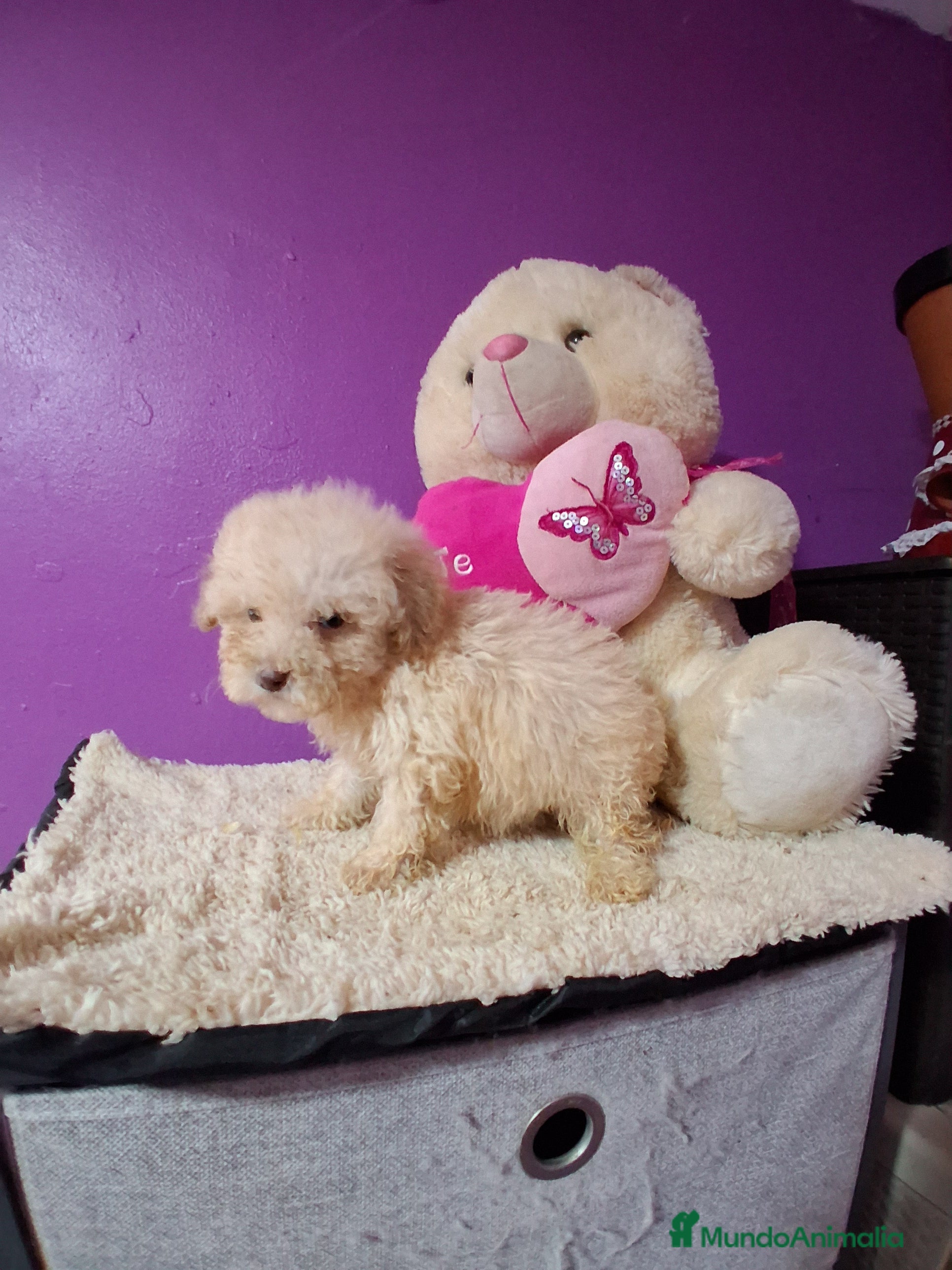 Caniche Toy perros Caniche toy - Anuncio 9