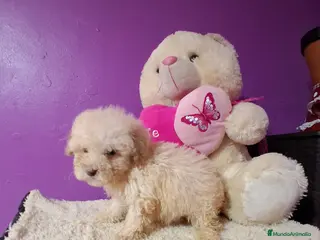 Caniche Toy perros Caniche toy - Anuncio 40