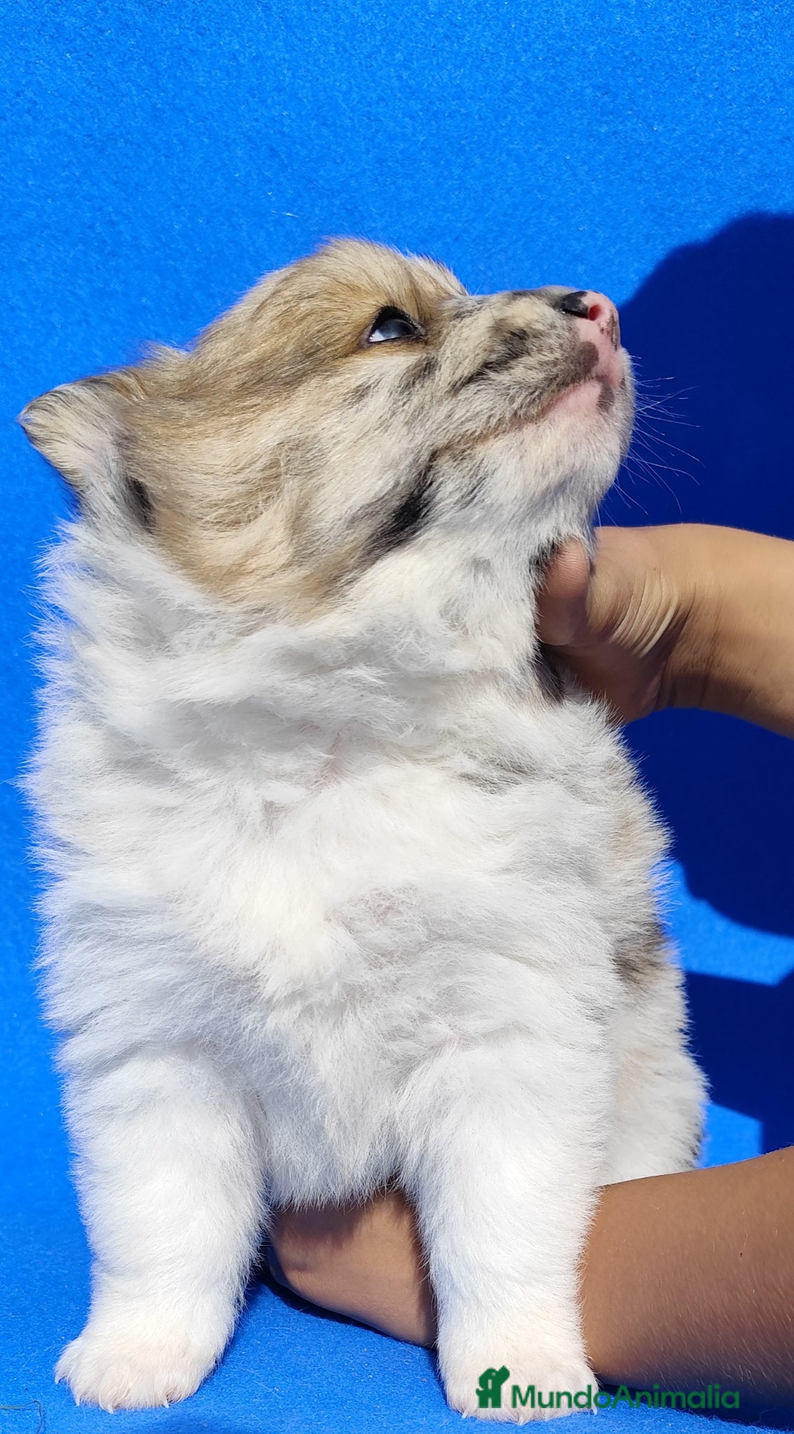 Raza Mixta perros Borderpom ( mini bordercollie) - Anuncio 18