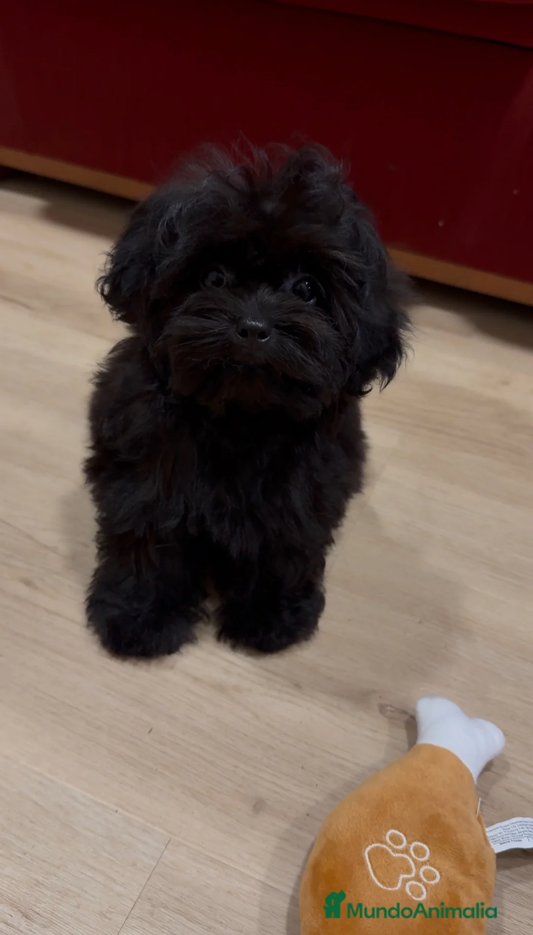 Shihpoo perros en venta: Monísima ShihPoo negra - Anuncio 2