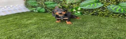 Teckel Miniatura perros en venta: TECKEL KANNINCHEN  - Anuncio 3