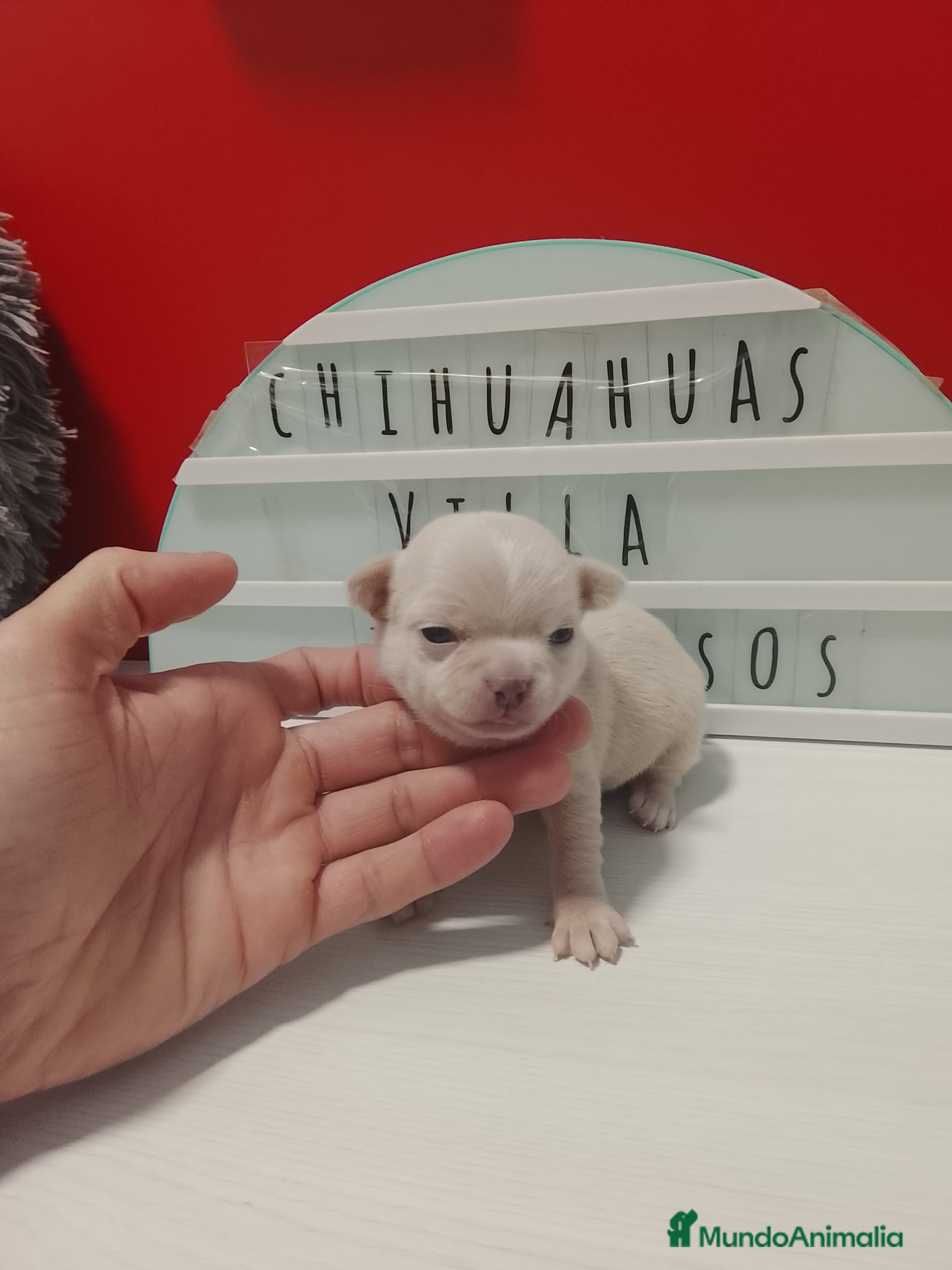 Chihuahua perros Chihuahua cabeza manzana  - Anuncio 1