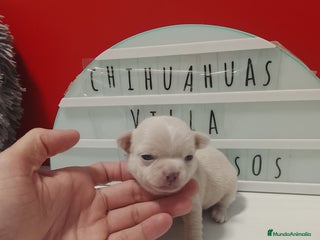 Chihuahua perros Chihuahua cabeza manzana - Anuncio 1