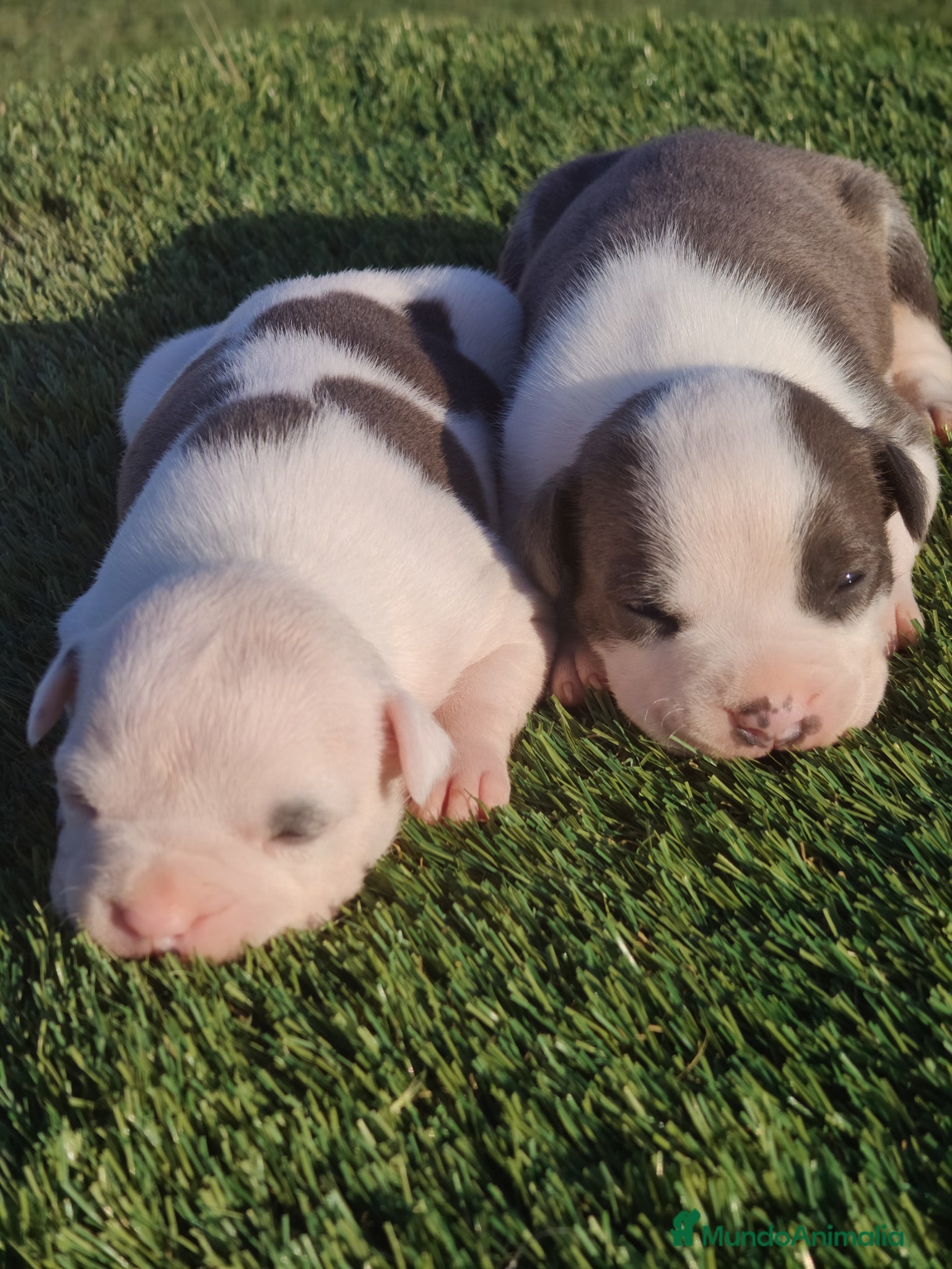 American Staffordshire-Terrier perros en venta: PEDIGREE AMERICAN STAFFORDSHIRE TERRIER BLUE  - Anuncio 7