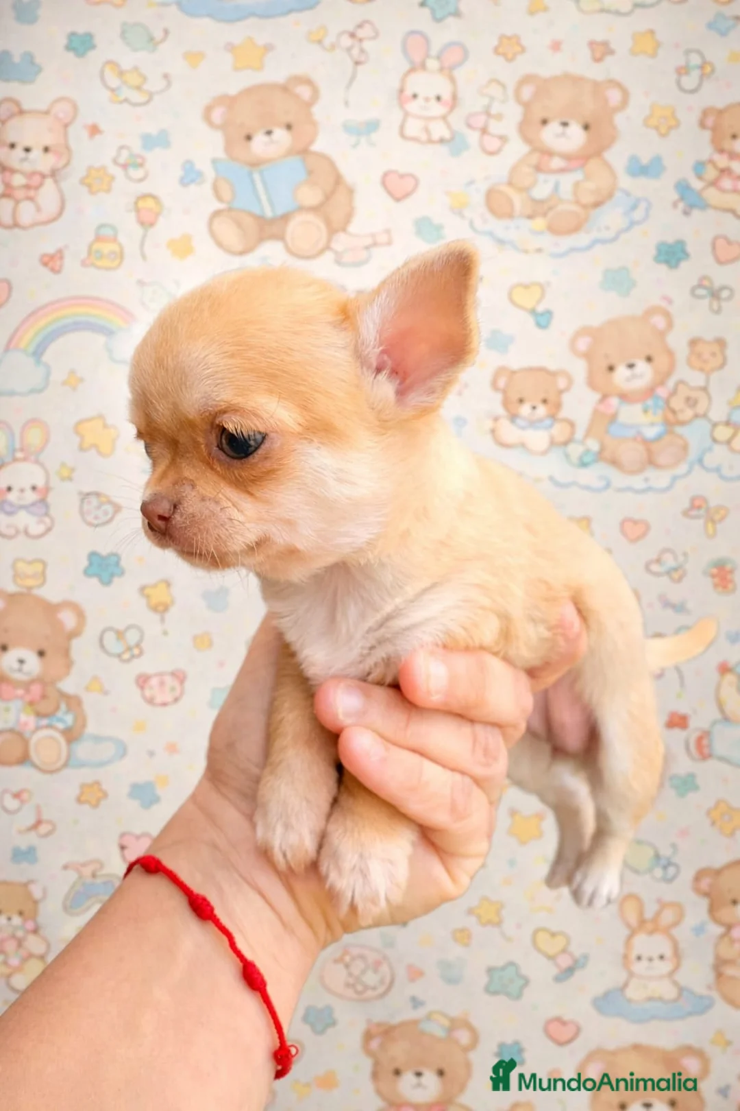 Chihuahua perros en venta: Se vende Chihuahua - Anuncio 1