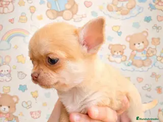 Chihuahua perros Se vende Chihuahua - Anuncio 1